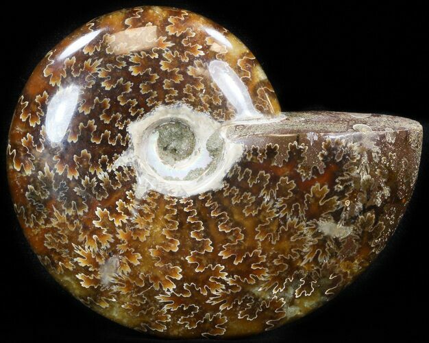 Cleoniceras Ammonite Fossil - Madagascar #41650